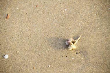 sabah, denizin kenarında plajda yerleştirilen kabuk görmek ve huzur veriyor