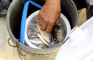 Snapper ve orfoz balığı deniz şafak yemek getirmek için balıkçılar tarafından yakalandı