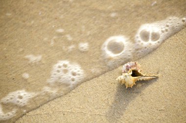 sabah, denizin kenarında plajda yerleştirilen kabuk görmek ve huzur veriyor