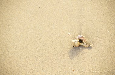 sabah, denizin kenarında plajda yerleştirilen kabuk görmek ve huzur veriyor