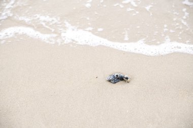 Denizin dalgaları ile kumlu kopya alanı metin ile sabah sahile