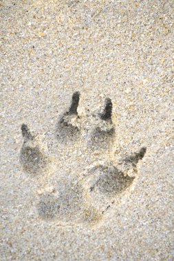 Sahilde deniz kenarında yürüyüş hayvanların ayak izleri