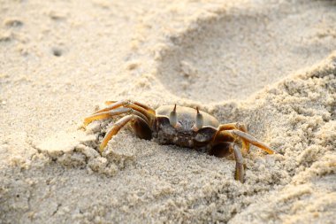 Yürüyüşler plaj, deniz, sabah bir yengeç  