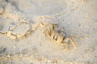 Yürüyüşler plaj, deniz, sabah bir yengeç  