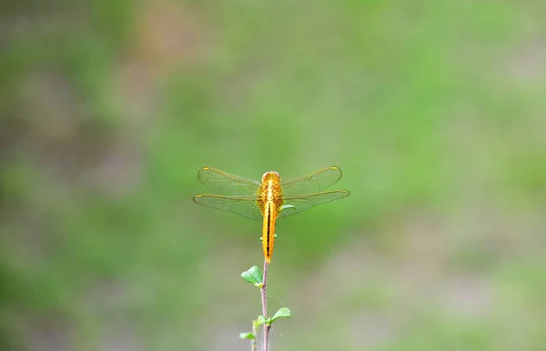Dragonfly Twijgen Ochtend Kijk Mooi — Stockfoto