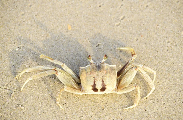 Crab Walks Beach Seafront Morning — Stock Photo, Image