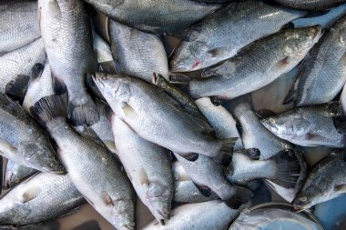 Levrek, pişmiş çeşitli yollar ve lezzetli Pazar sabahları Songkhla İl Tayland ülke sağlıklı gıdalar satılmaktadır