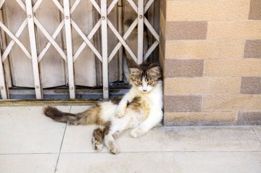 Şüphe ile bakmak yere oturan kedi