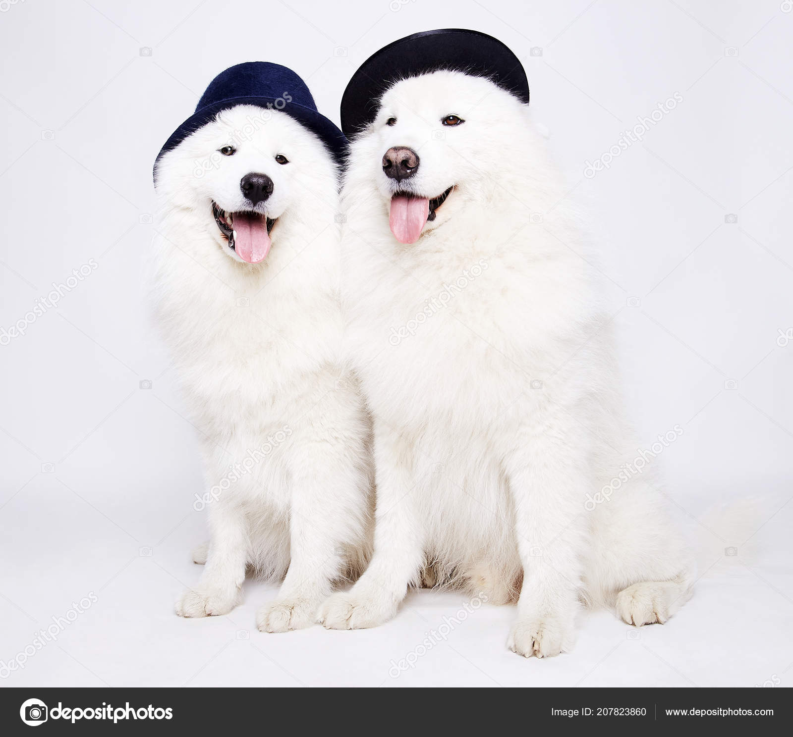 cute couple dogs