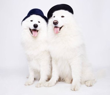 köpeklerde şapkalar komik birkaç. Sevimli beyaz köpek aile. 2018 yeni yıl sembolü