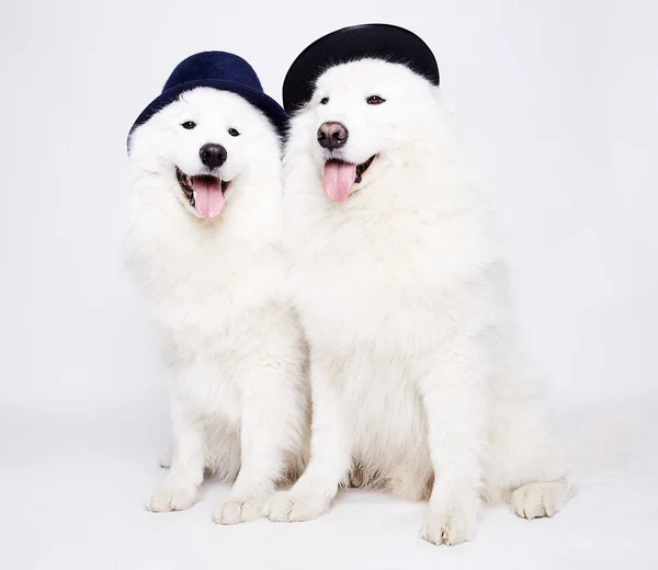 Grappige Paar Honden Hoeden Schattige Witte Hondje Familie Symbool Van — Stockfoto