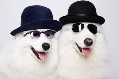 şapka ve güneş gözlüğü köpeklerde komik birkaç. Sevimli beyaz köpek aile