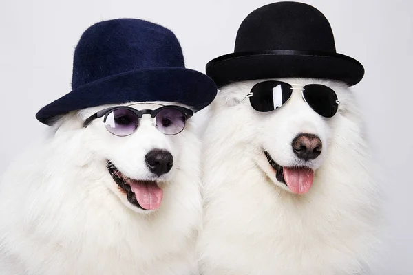 Zabawny Para Psów Kapelusze Okulary Przeciwsłoneczne Śliczne Białe Rodziny Pieska — Zdjęcie stockowe