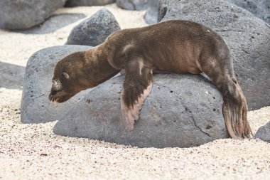 Galapagos Rock'da takılıp bebek deniz aslanı