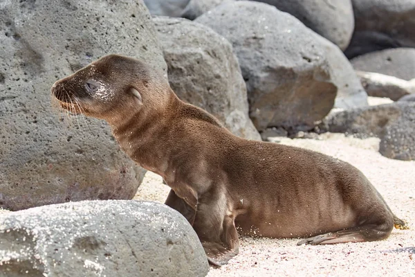 Cute Baby Sea Lion on Beach with Rocks in Galapagos — Stock Photo, Image