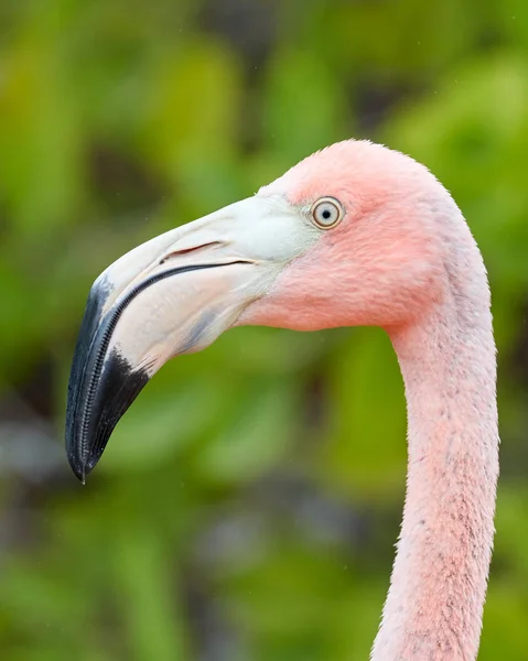 Cabeça de Flamingo rosa em Galápagos — Fotografia de Stock