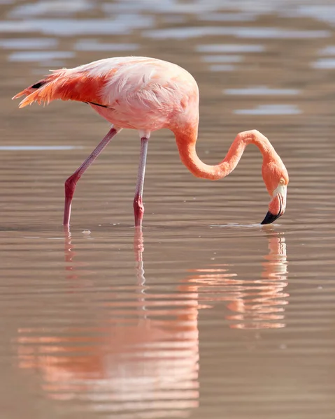 Flamingo de Galápagos com Reflexão — Fotografia de Stock