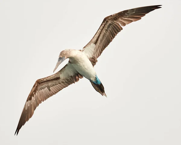 Blue Footed Booby in Flight in Galapagos ロイヤリティフリーのストック画像