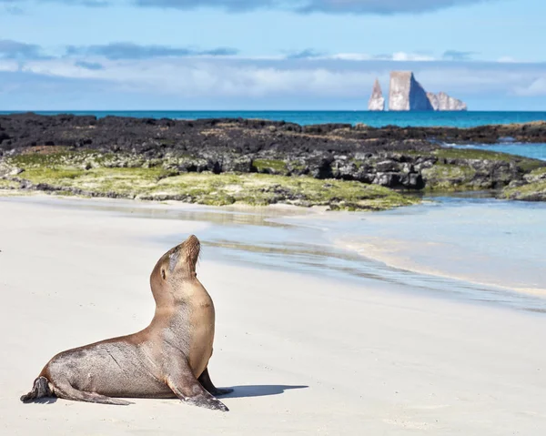 Leão marinho na praia de areia branca em Galápagos com Kicker Rock Fotos De Bancos De Imagens