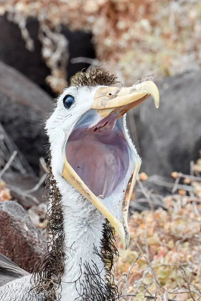 Juvenil Dalgalı Albatros Başkanı — Stok fotoğraf