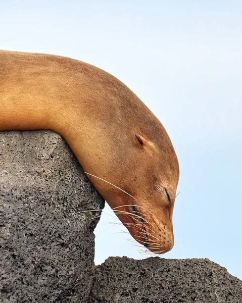 Cabeça Leão Mar Adormecido Galápagos Contra Céu Azul — Fotografia de Stock