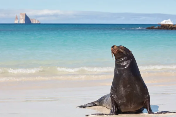 Galapagos Lachtan Pláži Stock Obrázky