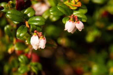 Makro çekim kızılcık çiçek çiçeklenme.