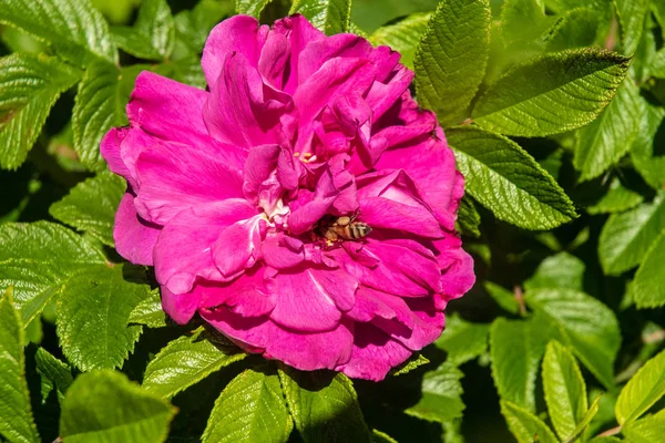 Bir arı nectur için parlak pembe gül toplar.