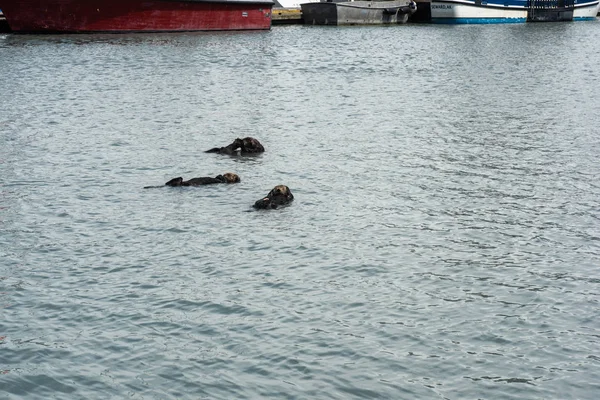 Üç deniz aslanları Seward, Alaska küçük tekne limanda yüzen.