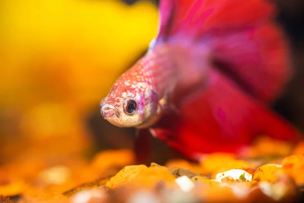 Rode Witte Gespikkelde Betta Een Aquarium Rechtenvrije Stockafbeeldingen