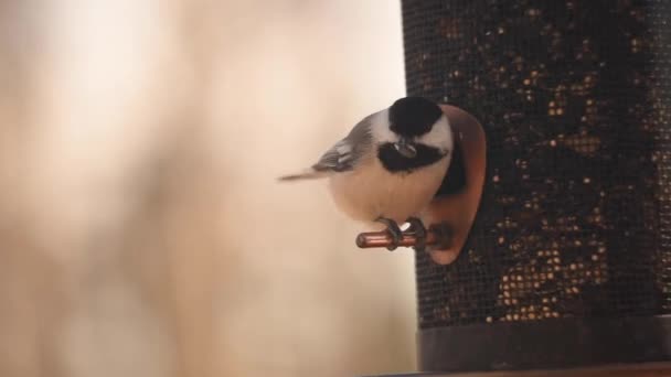 Birds Bird Feeder — Stock Video
