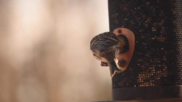 Rotkehlchen Vogelfutterhaus — Stockvideo
