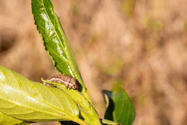 Caterpillar eating leaves