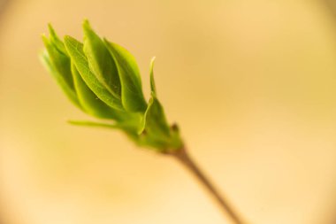 Leylak tomurcukları