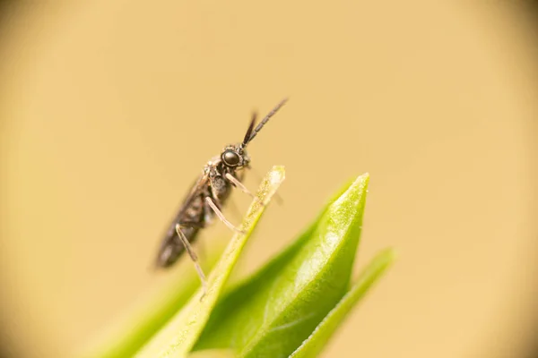 Sawfly op Lila blad — Stockfoto
