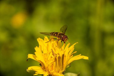 karahindiba üzerinde hoverfly
