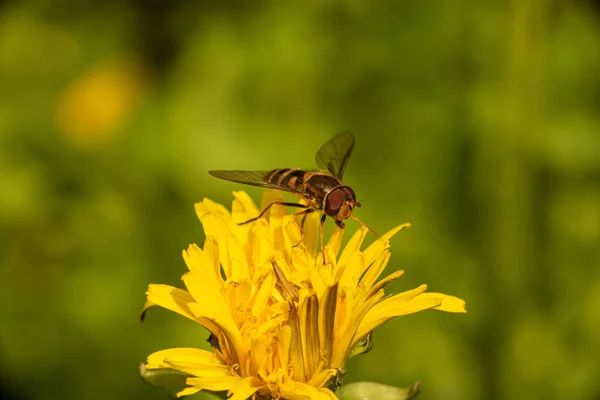 Hoverfly em Dandelion — Fotografia de Stock