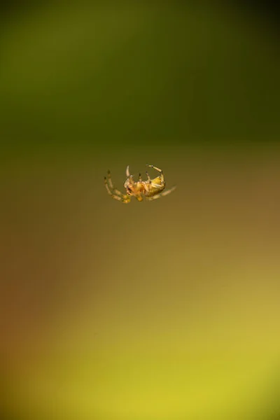 Une Araignée Suspendue Une Toile — Photo