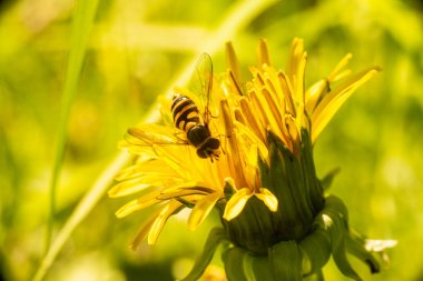 karahindiba üzerinde hoverfly