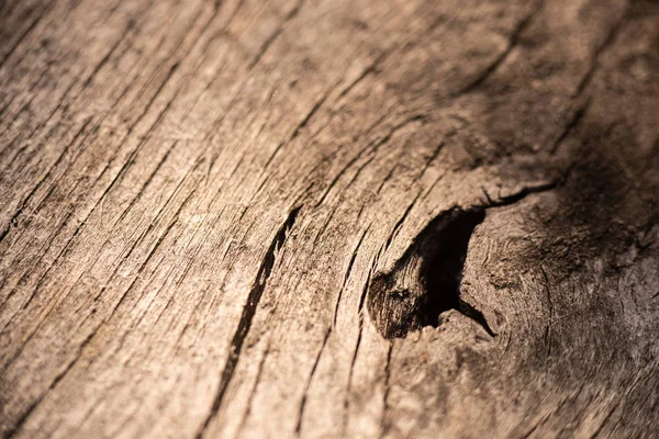 güdük yakın çekim