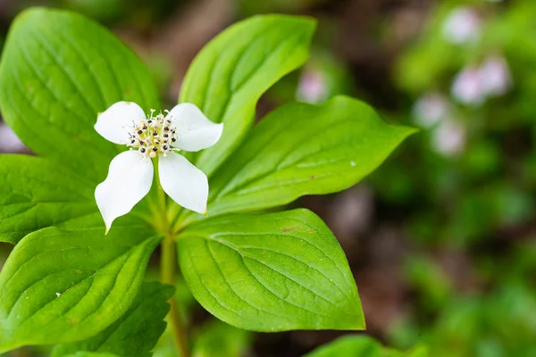 Cüce kızılcık çiçeği