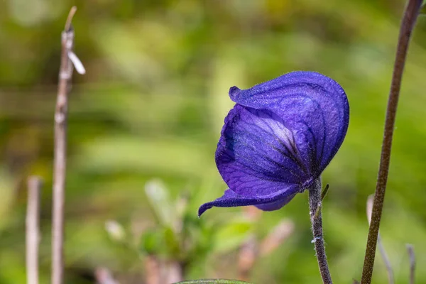 Paarse Monkshood Rechtenvrije Stockafbeeldingen