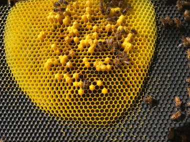 Başarısız bir kovanda arılar