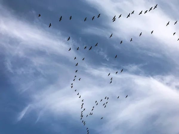 Güneye giden kazlar