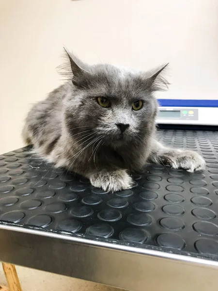 Veterinerdeki hasta kedi.