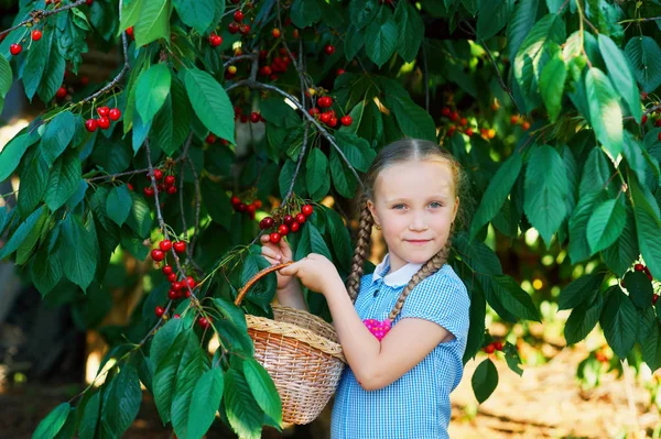 Enfant Recueille Des Cerises Une Jolie Fille Qui Cueille Des — Photo