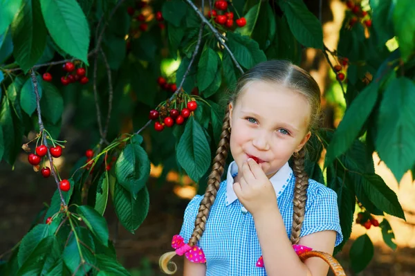 Bambino Raccoglie Ciliegie Una Bella Ragazza Che Raccoglie Ciliegie — Foto Stock