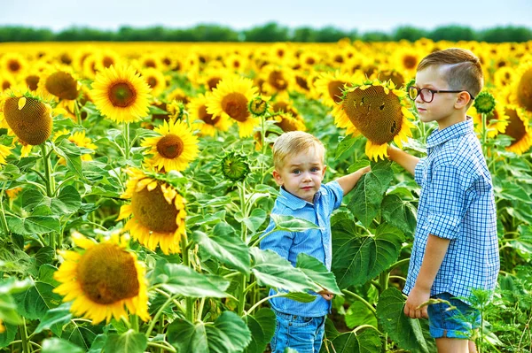 Schöne Kinder Auf Dem Feld Mit Sonnenblumen Brüder Auf Sommerspaziergang — Stockfoto