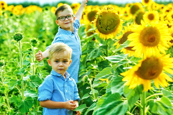 Beautiful Children Field Sunflowers Brothers Summer Walk Countryside — Stock Photo, Image