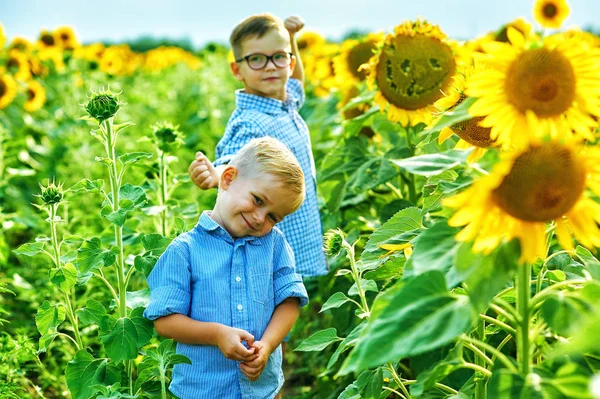 Beautiful Children Field Sunflowers Brothers Summer Walk Countryside — Stock Photo, Image